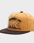 Brown bear